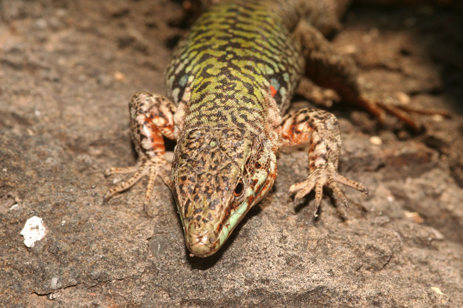 Podarcis sicula ciclopica e sottospecie di Podarcis sicula